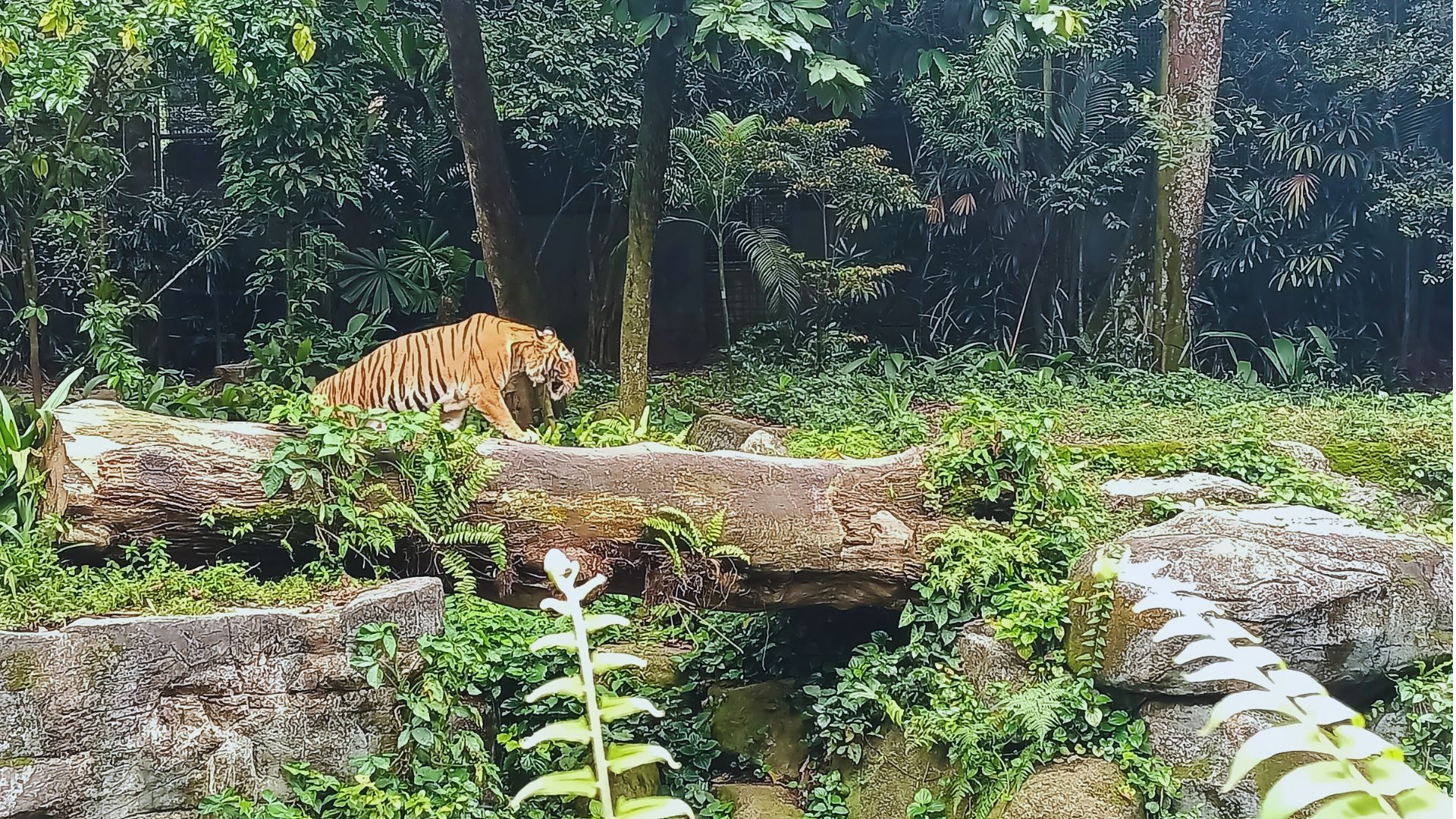 A Day at Singapore Zoo: Nature, Wildlife, and Everything in Between