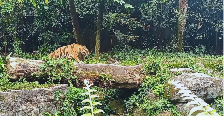 A Day at Singapore Zoo: Nature, Wildlife, and Everything in Between