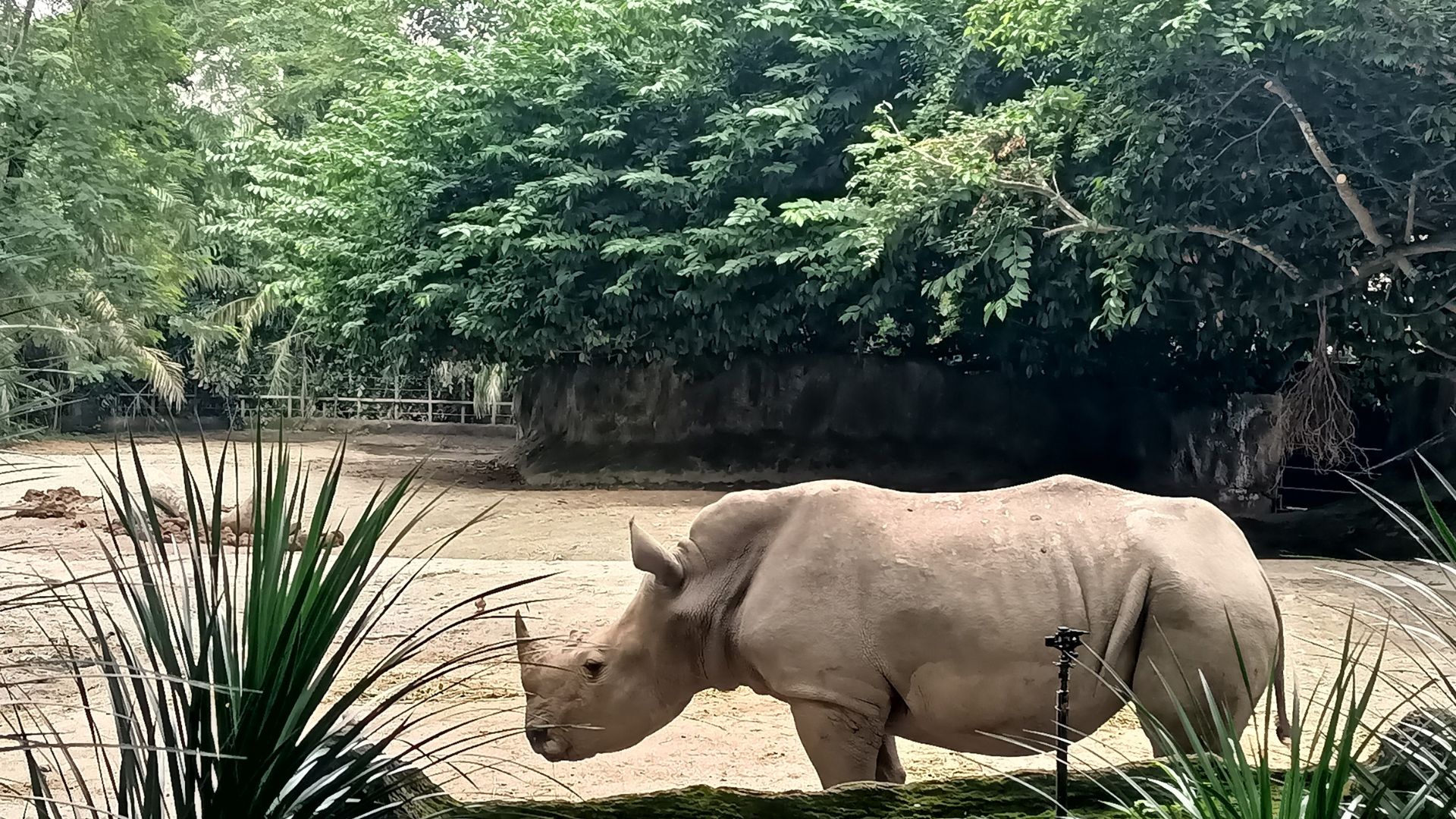 African-animal-at-singapore-zoo
