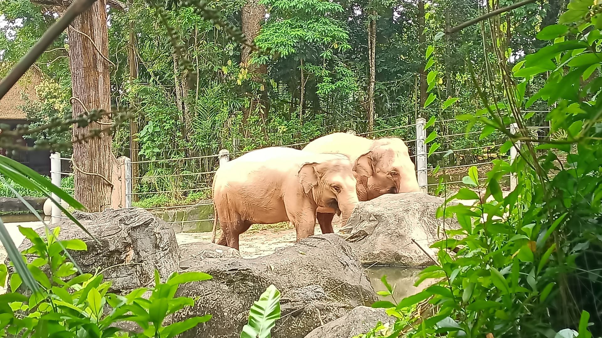 Asian-Elephants-at-singapore-zoo