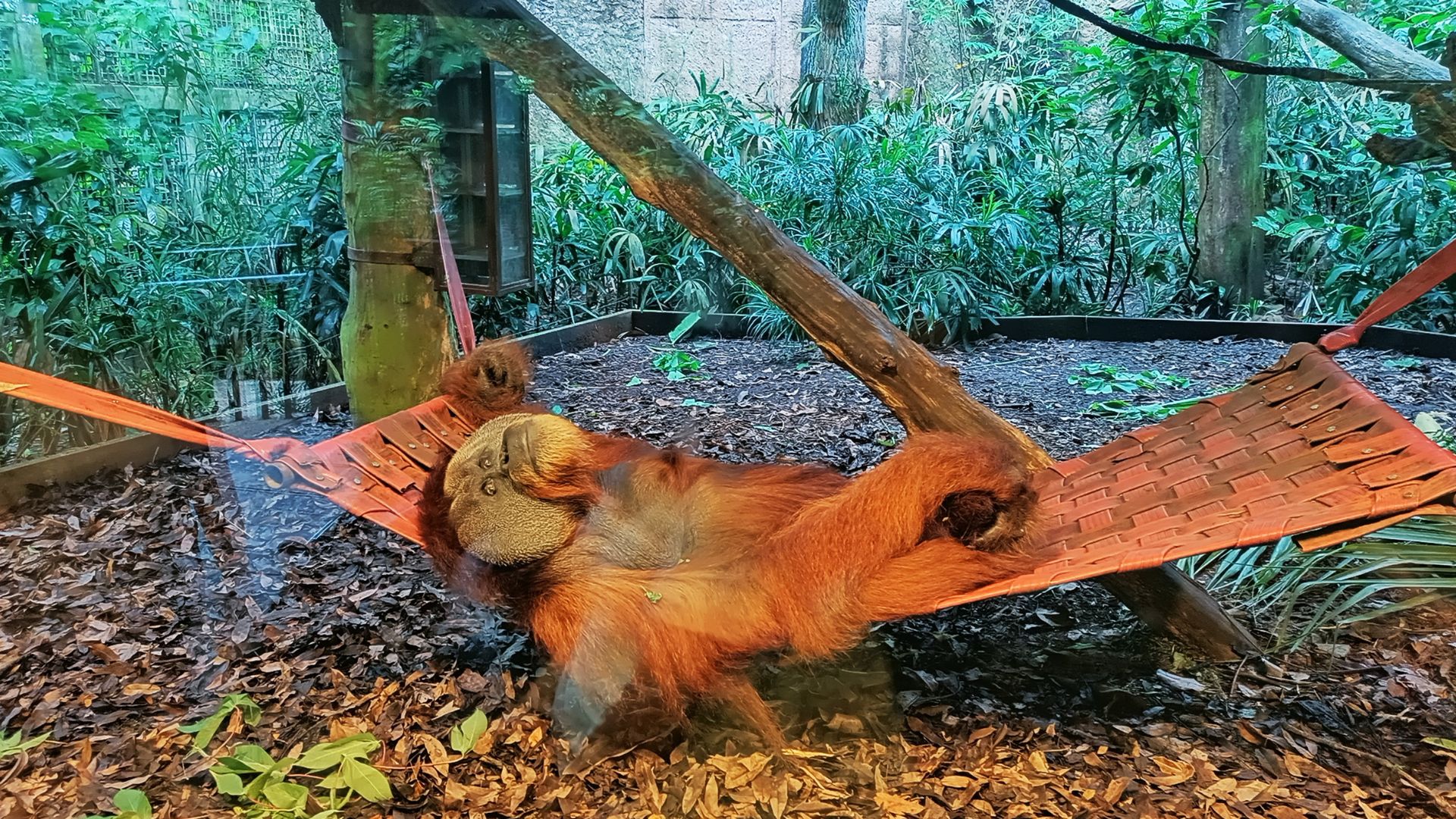 Primates-at-singapore-zoo